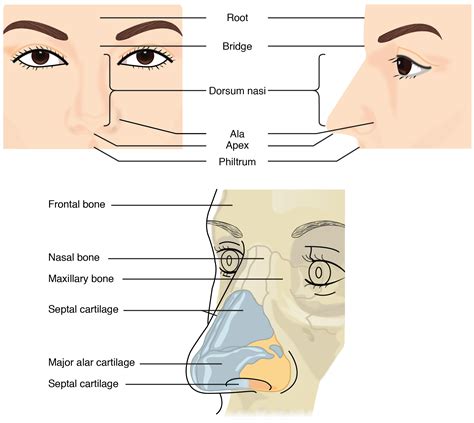 nose traduzione|naso meaning in italian.